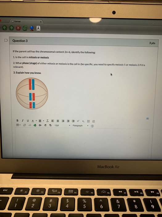 Canvas Question 3 3 pts If the parent cell has the chromosomal content 2n-6, identify the following: 1. Is the cell in mitosi