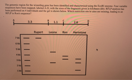 The genomic region for the wizarding gene has been identified and characterized using the EcoRI enzyme. Four variable sequenc