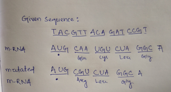 Given sequence : TACGIT ACAGAT CCG I M-RNA AUG CAA UGU CUA GGC 7 Gin cys Leze bly mutated AUG CGU CUA GGC A M-RNA . Areg heue