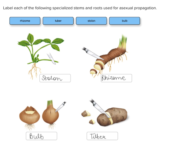 Label each of the following specialized stems and roots used for asexual propagation. rhizome tuber stolon bulb Stolom Bulb Taben