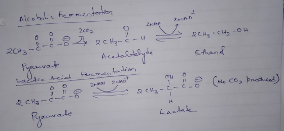 : Alcobolic fermentation RNAD CO2 ZNADH 2CH₂-c-4 - 2CH₃ -CH₂-OH 2CH₂ -&-c Acetaldehyde Ethand Pyruvak Lactic teid fermentatio