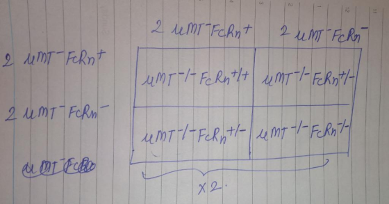 2 UMT FcRnt 2 Unt-Ferr 2 UMT-Fornt umrl Fernt unT/ Fehnt/- 2 UMT FORM umT/FcRytt umt-1-FcRnt- anche X2