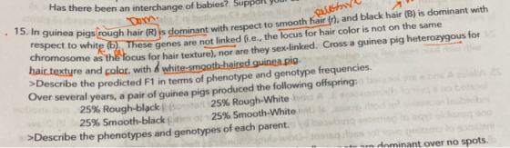 Has there been an interchange of babies? Support your | بهانم unea pigs rough hair (R) lis dominant with respect to smooth ha