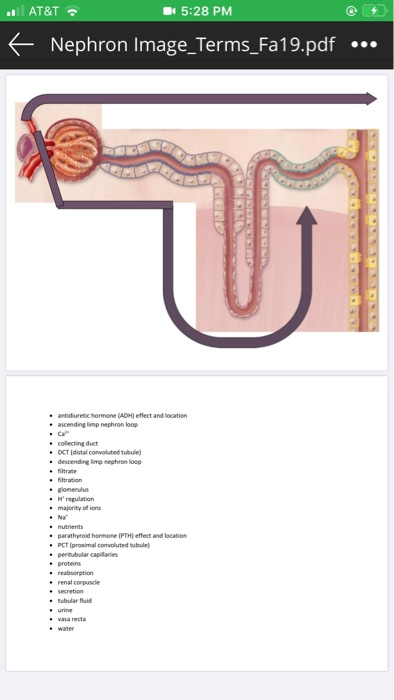 . AT&T 15:28 PM + Nephron Image_Terms_Fa19.pdf ... הר • antidiuretic hormone (ADH) effect and location • ascending limp nephr