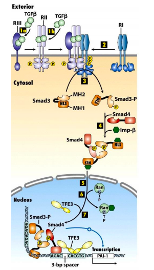 Exterior TGFB RII RIO I Cytosol MHZ Smad3 C Smad3-P NUS MH1 -Smad4 - Imp-B Smad4 Nudeus Smad WAGACAGACIU _ TFE3 Transcription