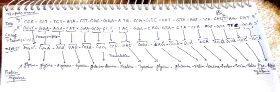 GCA 3 DNA / 3 CCA - cCT - TCT- ATA CTT-CGC-GA-A TG- CCG1-GTC-CAT -GTA -GGT-TCA CA CTA -CCA TTA -TTE Ced Prefei