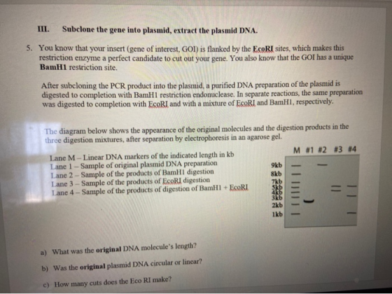III. Subclone the gene into plasmid, extract the plasmid DNA. 5. You know that your insert (gene of interest, GOI) is flanked
