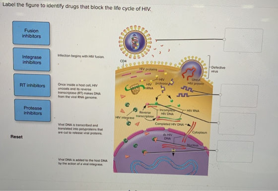 Label the figure to identify drugs that block the life cycle of HIV. Fusion inhibitors Infection begins with HIV fusion Integ