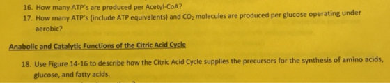 16. How many ATPs are produced per Acetyl-CoA? 17. How many ATPs (include ATP equivalents) and CO2 molecules are produced p