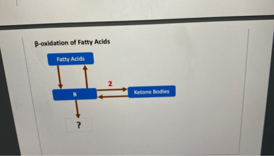 B-oxidation of Fatty Acids Fatty Acids Ketone Bodies