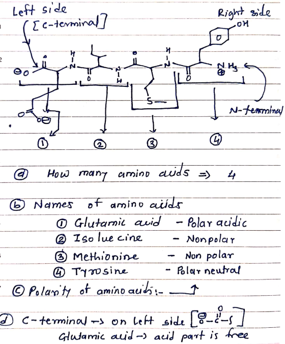 Left side Right side ой (EC-terminal] H . eo ZO 2 Notearmincy 2 How many amino acids 4 6 Names of amino acids ③ Glutamic acid