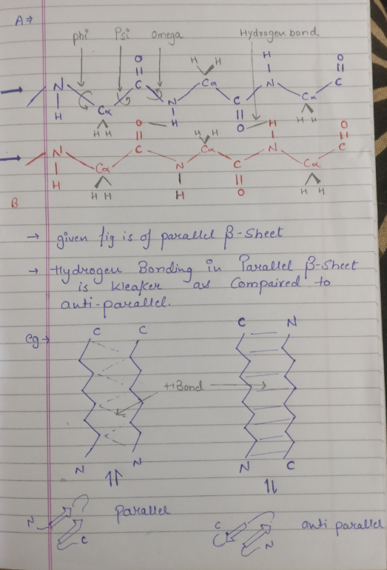 ph P oga ydragen bond. H,H C a 杆-一 3- Sheet gien y ie parallel B.sheet drageu Bondina iskleakera Sheet Compared, to auti-parallel C c 1 一_adi-parallel.