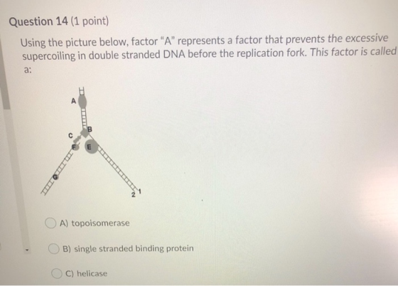 Question 14 (1 point) Using the picture below, factor A represents a factor that prevents the excessive supercoiling in dou