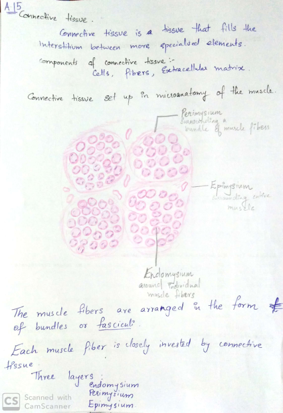 A. 15 - Connective tissue. Connective tissue is a tissue that fills the Interstitium between more specialsed elements. Compon