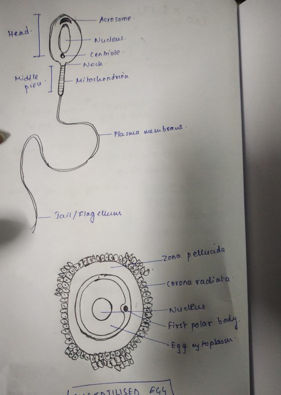 Acrosome. Head. - Nucleus. - cenrole. -Neck. Middle o Mitochondrion piece Plasma membranl. I fail/ flagellum -Zona pellucada