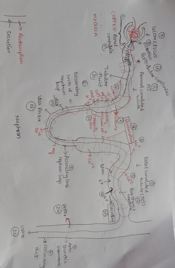GLOMERULUS -capillaries iltration PCT Peritusular Proxinal conduted Distal convoluted I tubule (DCT) (20 tubule I Na 18 Para