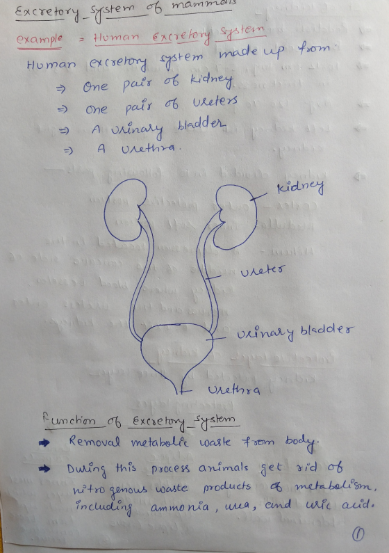 from a Excretory system of mammals example – Human Excretory system, Homan excretory system made up > One paio 06 Penya - One