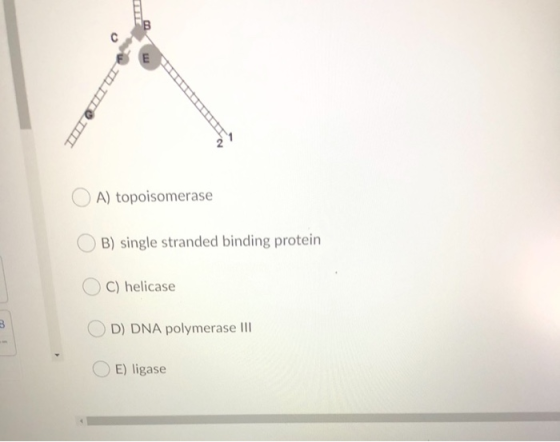 A) topoisomerase B) single stranded binding protein C) helicase 3 D) DNA polymerase III E) ligase
