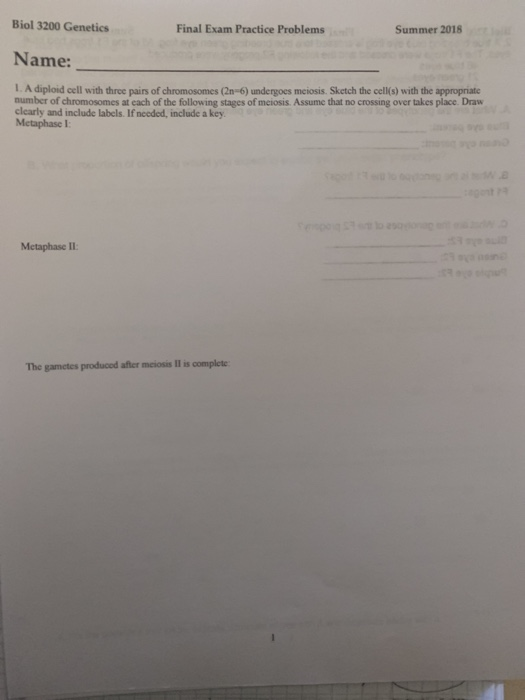 Biol 3200 Genetics Final Exam Practice Problems Summer 2018 Name: 1. A diploid cell with three pairs of chromosomes (2n-6) un