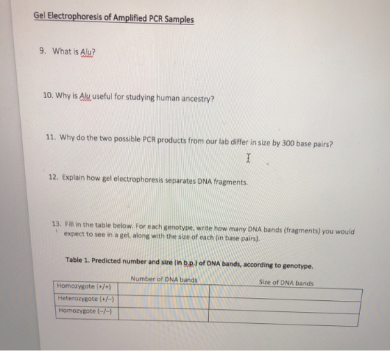 Gel Electrophoresis of Amplified PCR Samples 9. What is Alu? 10. Why is Alu useful for studying human ancestry? 11. Why do the two possible PCR products from our lab differ in size by 300 base pairs? 12. Explain how gel electrophoresis separates DNA fragments 13. Fill in the table below. For each genotype, write how many DNA bands (fragments) you would expect to see in a gel, along with the size of each (n base pairs) Table 1. Predicted number and size (In b.p.) of DNA bands, according to genotype. Number of DNA bands Size of DNA bands Homozygote (+/+) Heterozygote (+/- Homozygote (-)