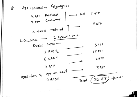 ATP Produc 24tp Consum 5ATP 2-NAD produced | L Glucose- 2 Pyruvic aud 2 FADH2 6 NADH 2 ATP 15ΑΤΡ 2 NADH Total 32 ATPtn