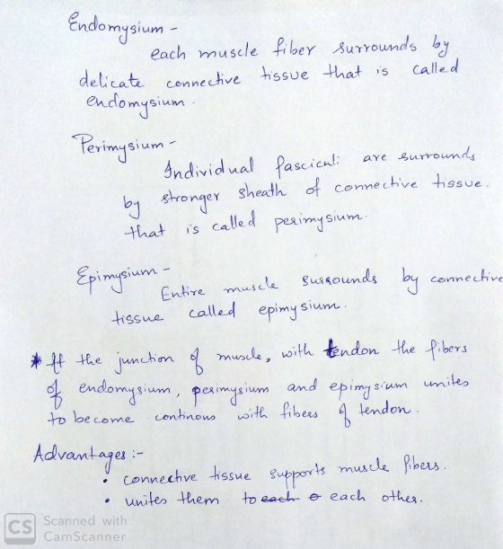 Endomysium - each musele fiber surrounds by delicate connective tissue that is called endomysium. Perimysium- Individual fasc