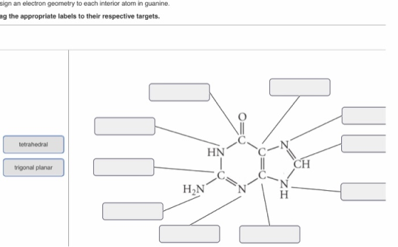 sign an electron geometry to each interior atom in guanine. ag the appropriate labels to their respective targets. = tetrahed