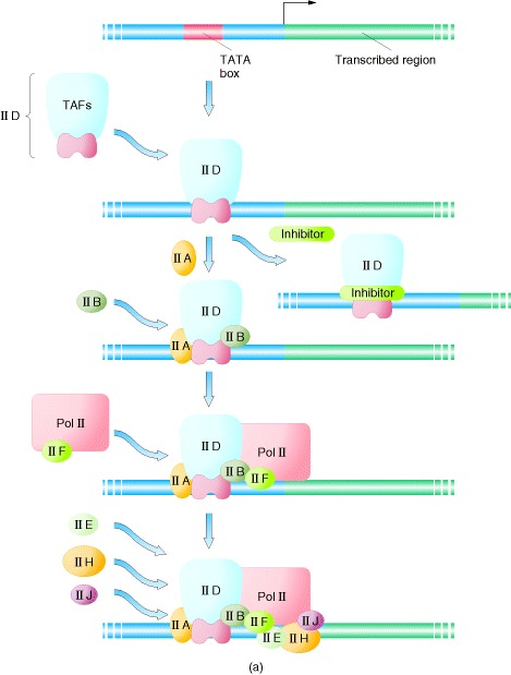 TATA box Transcribed region TAFS ID ID Inhibitor IID Inhibitor IBD IIB LAB Poll Pol II 2 IIF IID Poll Pol II TIBIF II E IIH I