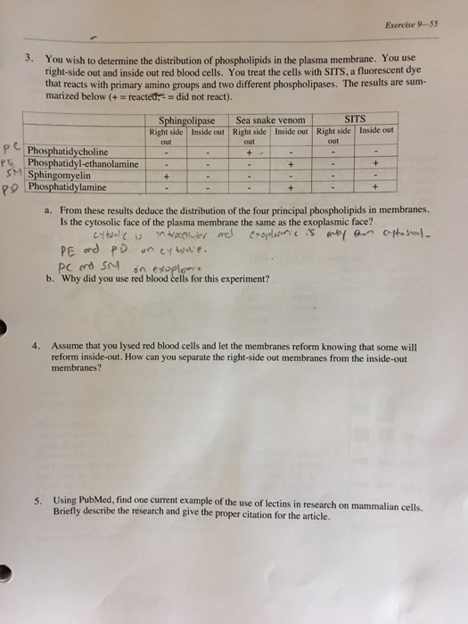Exercise 9-55 3. You wish to determine the distribution of phospholipids in the plasma membrane. You use right-side out and inside out red blood cells. You treat the cells with SITS, a fluorescent dye that reacts with primary amino groups and two different phospholipases. The results are sum- marized below (+reacted did not react). Sphingolipase Sea snake venom SITS Right side Inside out Right side Inside out Right side Inside out out out PPhosphatidycholine P Phosphatidyl-ethanolamine SSphingomyelin P9Phosphatidylamine From these results deduce the distribution of the four principal phospholipids in membranes. Is the cytosolic face of the plasma membrane the same as the exoplasmic face? a. b. Why did you use red blood cells for this experiment? Assume that you lysed red blood cells and let the membranes reform knowing that some will reform inside-out. How can you separate the right-side out membranes from the inside-out membranes? 4. Using PubMed, find one current example of the use of lectins in research on mammalian cells. Briefly deseribe the research and give the proper citation for the article. 5.