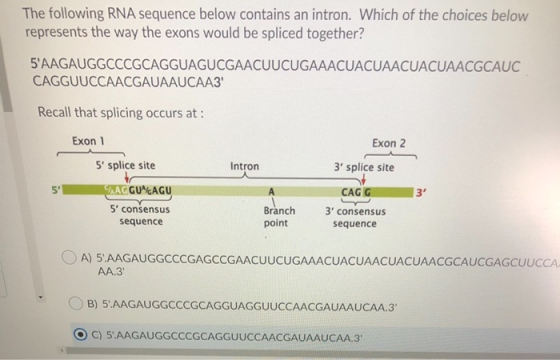 The following RNA sequence below contains an intron. Which of the choices below represents the way the exons would be spliced
