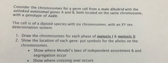 Consider the chromosomes for a germ cell from a male dihybrid with the unlinked autosomal genes A and B, both located on the