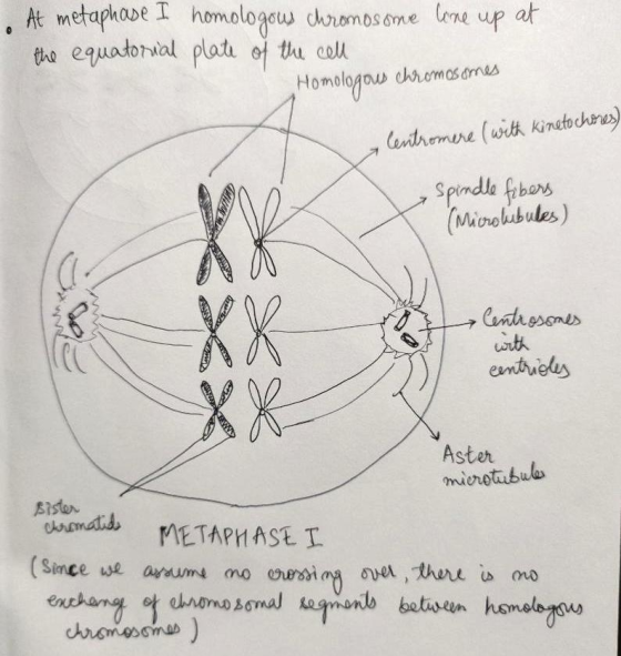 At metaphase I homologow chromosome lne up at the equatorial plate of the cel Homologow chromasarmes lentromere (with kinetoc