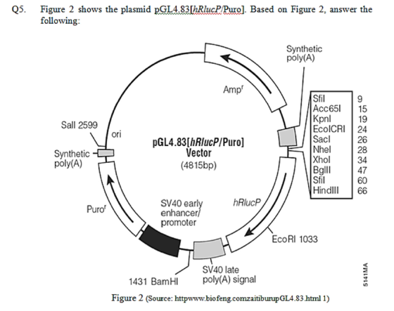 Q5. Figure 2 shows the plasmid PGL4.83[hRlucP/Puro]. Based on Figure 2, answer the following: Synthetic poly(A) Amp Sall 259