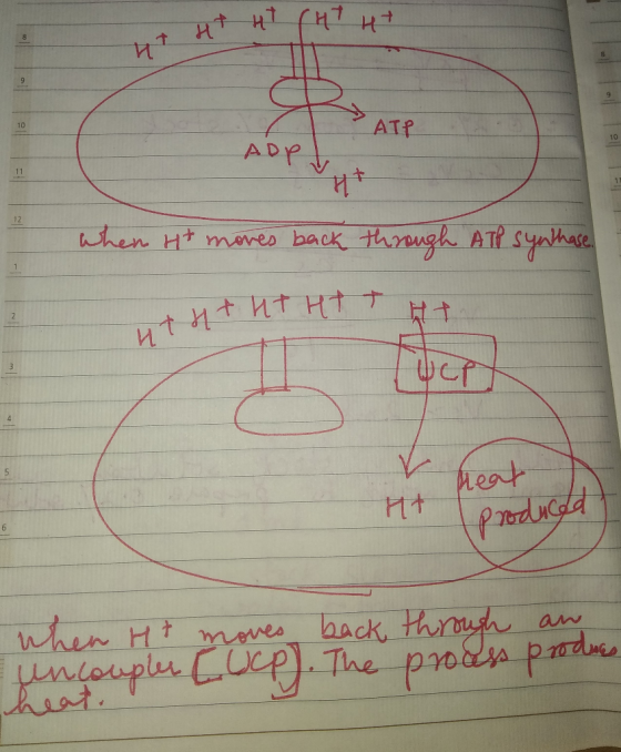 Ht HT (H7 H+ HT HAH ADP v When it mores back through ATP synthase. ththt Htt 4tht Meat ht I produced When Ht moves back throu