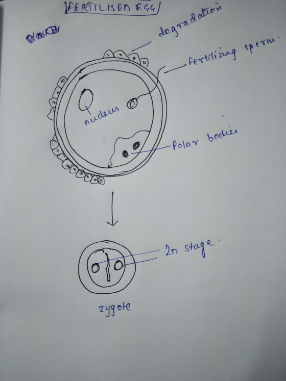 FERTILISED EGG) - degradation - fertilizing sperm. nudeus 0 L Polar ! Polar bodies OOO - 20 stage zygote