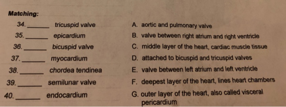 Matching: 34. tricuspid valve epicardium bicuspid valve myocardium chordea tendinea semilunar valve endocardium A. aortic and