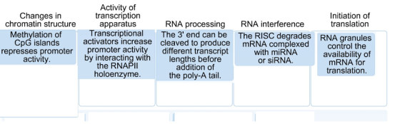 Activity of transcription apparatus Transcriptional activators increase promoter activity Initiation of translation Changes i