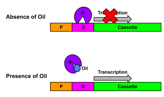 Tra ption Absence of Oil P 0 Cassette B oil Transcription Presence of Oil P. 0 Cassette