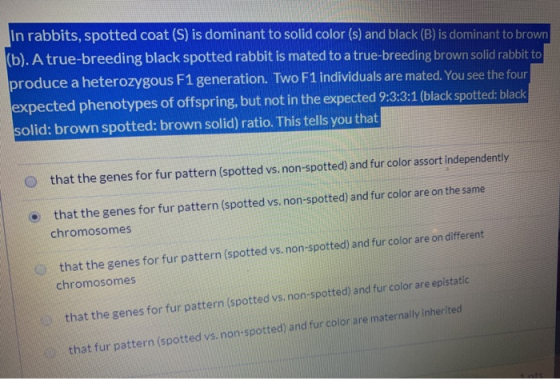In rabbits, spotted coat (S) is dominant to solid color (s) and black (B) is dominant to brown (b). A true-breeding black spo