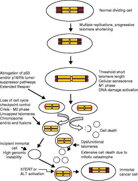 Normal dividing cell Multiple replications, progressive telomere shortening Abrogation of p53 and/or p16/Rb tumor suppressor
