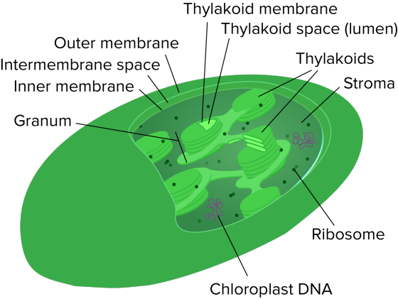 Thylakoid membrane Thylakoid space (lumen) Outer membrane Intermembrane space Thylakoids Inner membrane Stroma Granum Ribosom