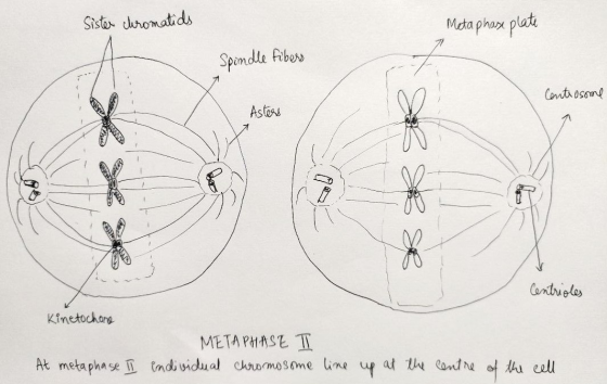 Sister curomatids Meta phax plate Spimdle fibers Centr osome Astoss Centrioles Kinetochone META PHASE TI At metapha se I indi