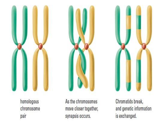 How does meiosis generate diversity? HomeworkLib