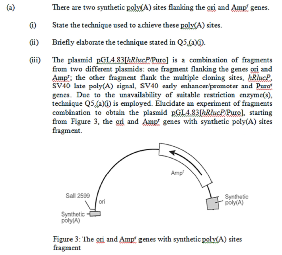 There are two synthetic polv(A) sites flanking the ori and Amp genes. State the technique used to achieve these poly(A) sites