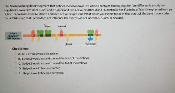The Drosophila regulatory segment that defines the location of Eve stripe 2 contains binding sites for four different transcr