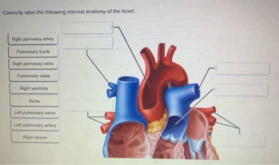 Correctly label the following internal anatomy of the heart. Right pulmonary artery Pulmonary trunk Right pulmonary veins Pul