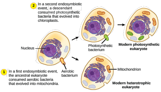 2 In a second endosymbiotic event, a descendant consumed photosynthetic bacteria that evolved into chloroplasts. IND OND OUD