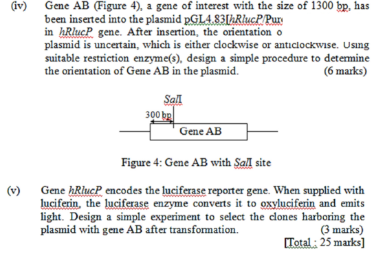 (iv) Gene AB (Figure 4), a gene of interest with the size of 1300 bp, has been inserted into the plasmid PGL4.83[hRlucP/Pur i