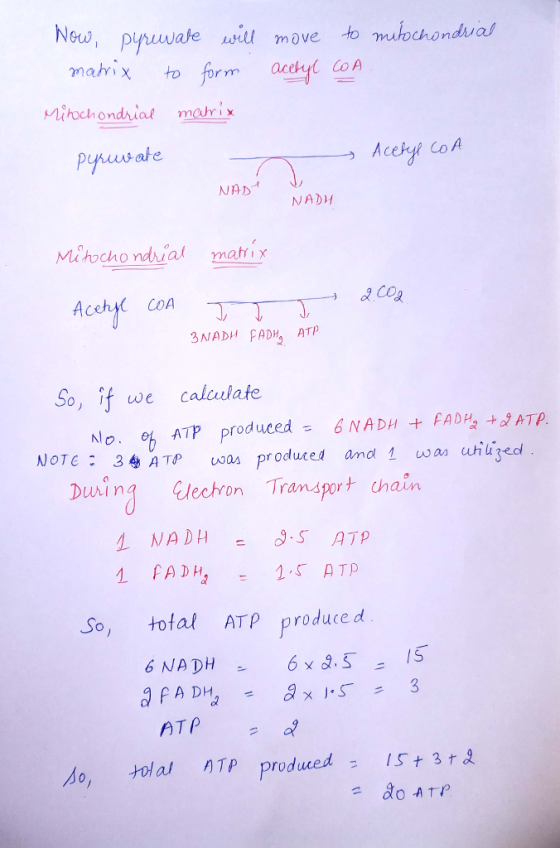 Now, pinwate sitl move to muochondval mahix to form acchyl CoA Mitochondriat mehix Pyuusale N弃 NADM Mithocho ndvial main Aceh