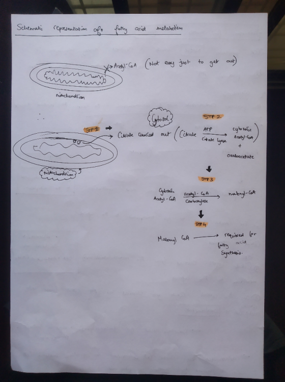 Schematic representation of fatty acid metabolism (Not easy just to Acetyl-CoA go moochondsan STP 2 ATP cytosolie > Citrate c